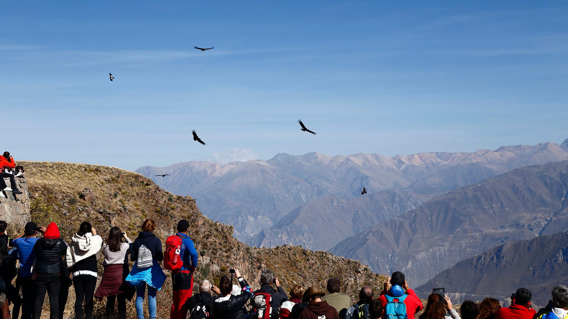 Crows looking at soaring Condors in the Colca Canyon's Cruz del Condor | RESPONSible Travel Peru
