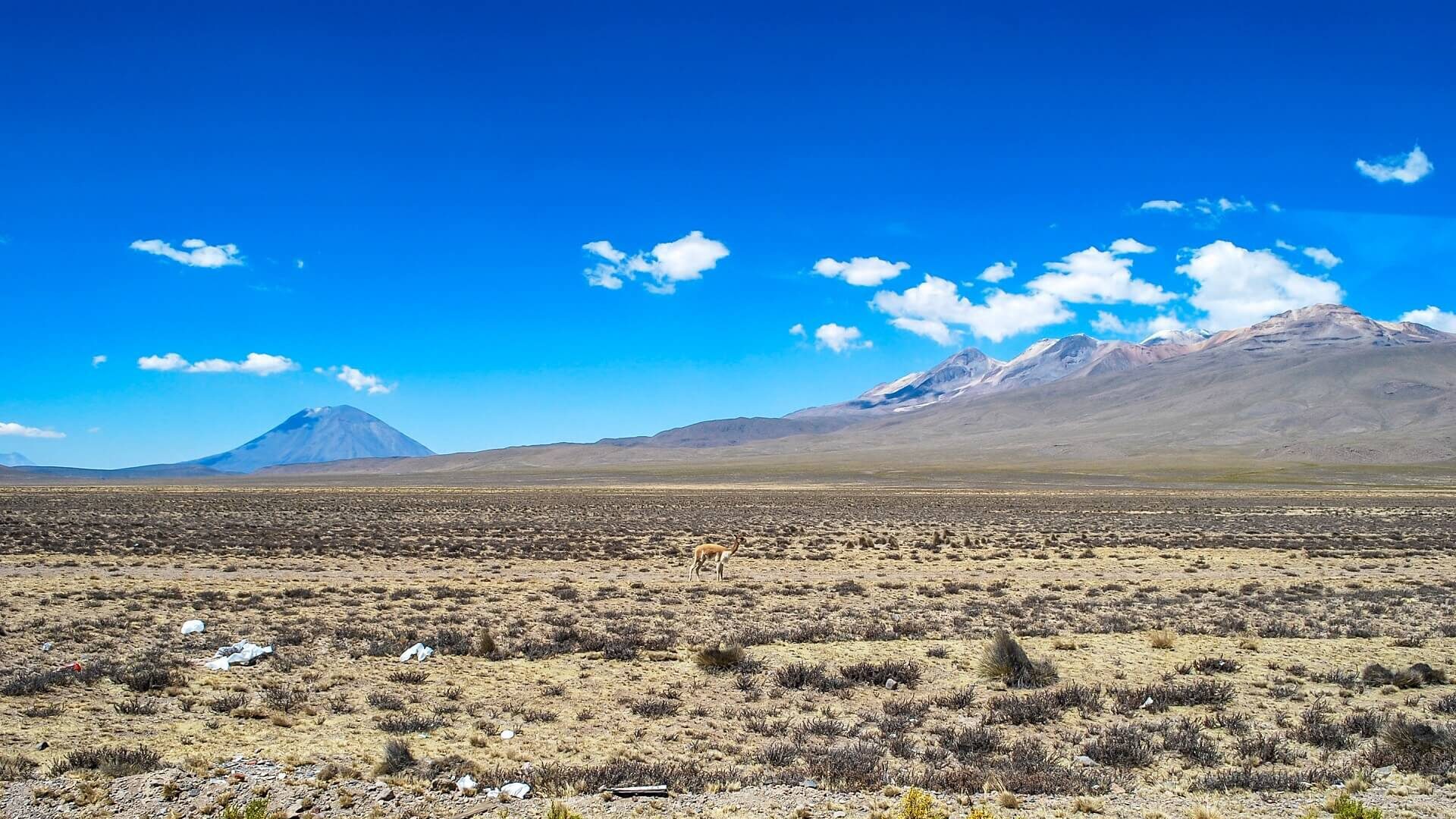 A solitary vicuña against a volcanic backdrop in the Salinas y Aguada Blanca National Reserve in Arequipa, Peru. | RESPONSible Travel Peru