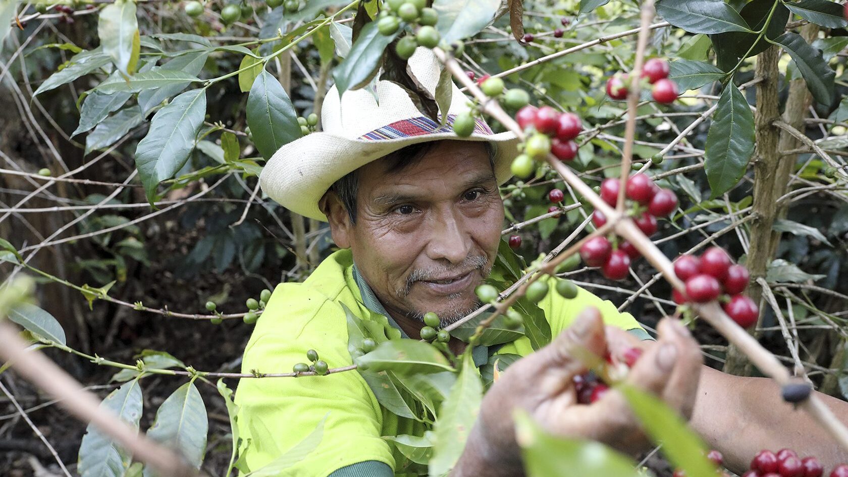 Enrique Coffe Farmer. Cusco