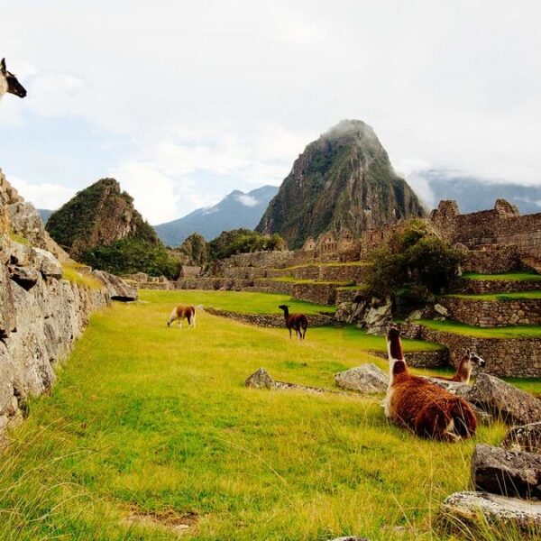 Machu Picchu - Cusco - Llama