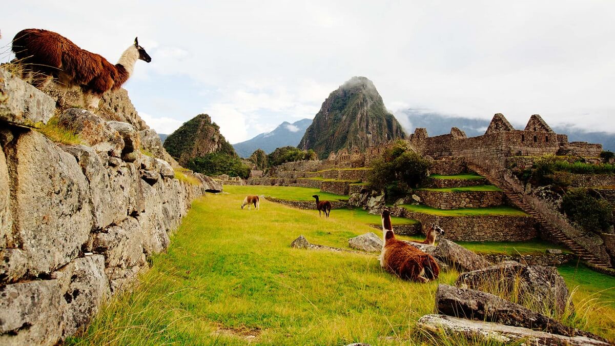 Machu Picchu - Cusco - Llama