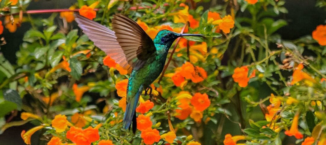 Hummingbird in Jardines de Mandor - Machu Picchu