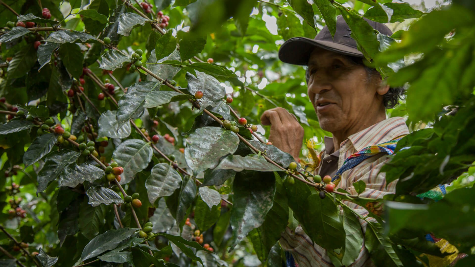 Alejandro among his coffee plantation | RESPONSible Travel Peru