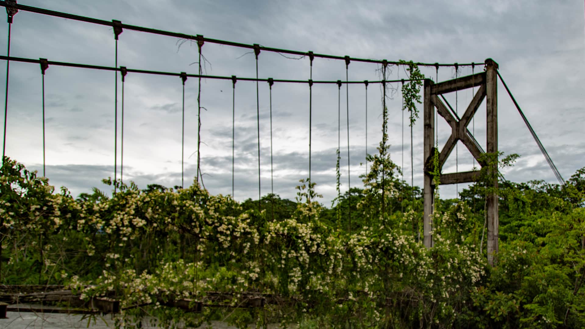 An old and abandoned suspended bridge taken-over by vegetation in Manu | Responsible Travel Peru