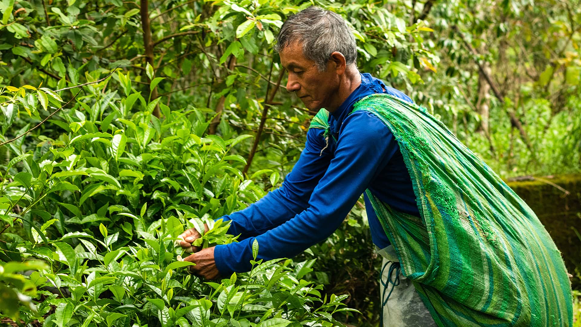 Man collecting tea leaves by hand and gathered in an traditional way