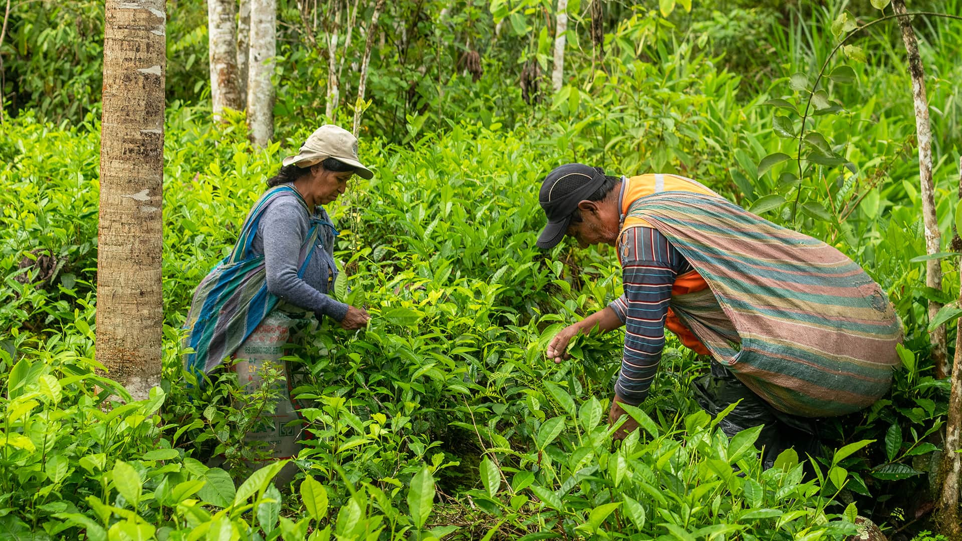 Woman and man picking up tea leaves