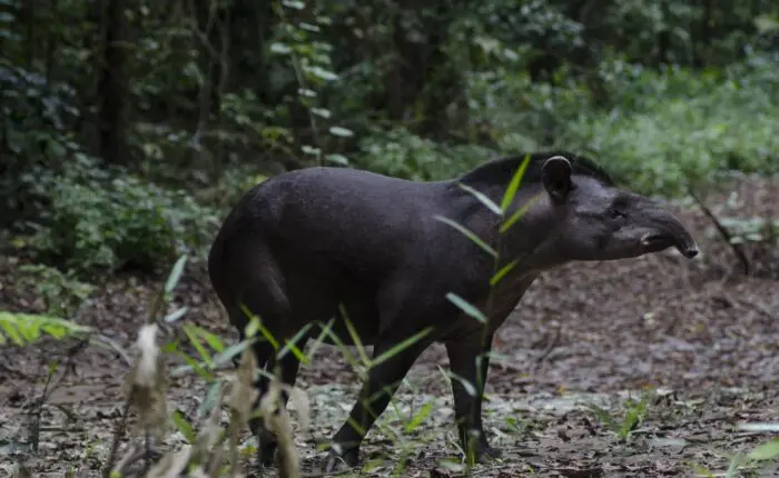 Tapir Tambopata