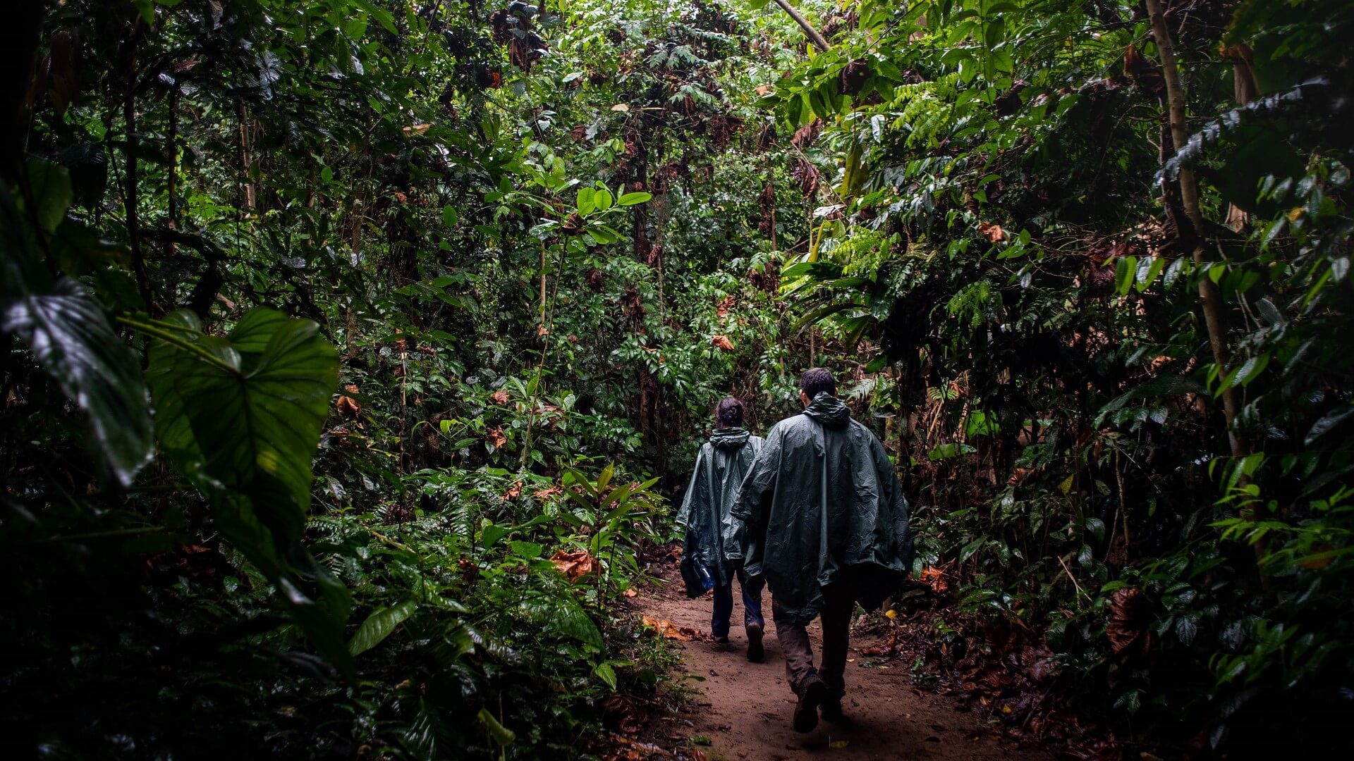 Walk in the Jungle - Tambopata