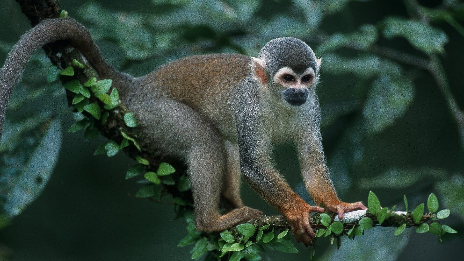 Monkey Tambopata