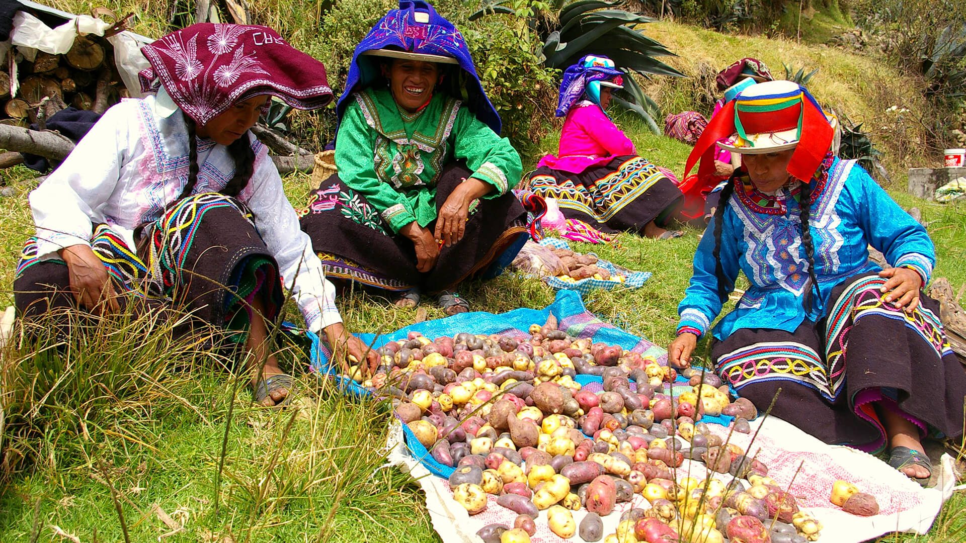 Local women in traditional dresses in the Andean community of Vicos with potato for Pachamanca - RESPONSible Travel Peru