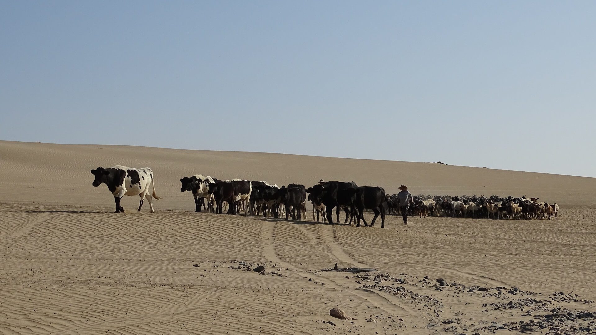 Cows in the desert