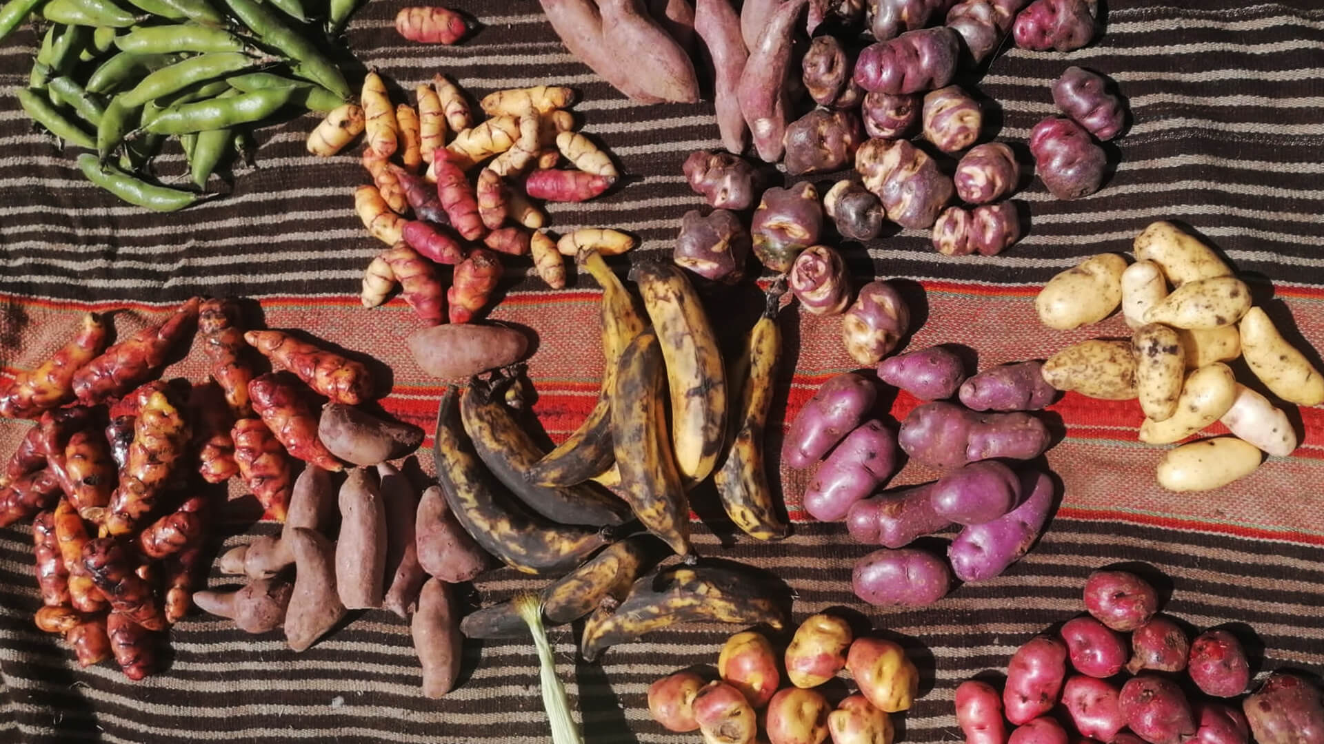 faba beans, sweet potatos, platains, and several types of native potatos