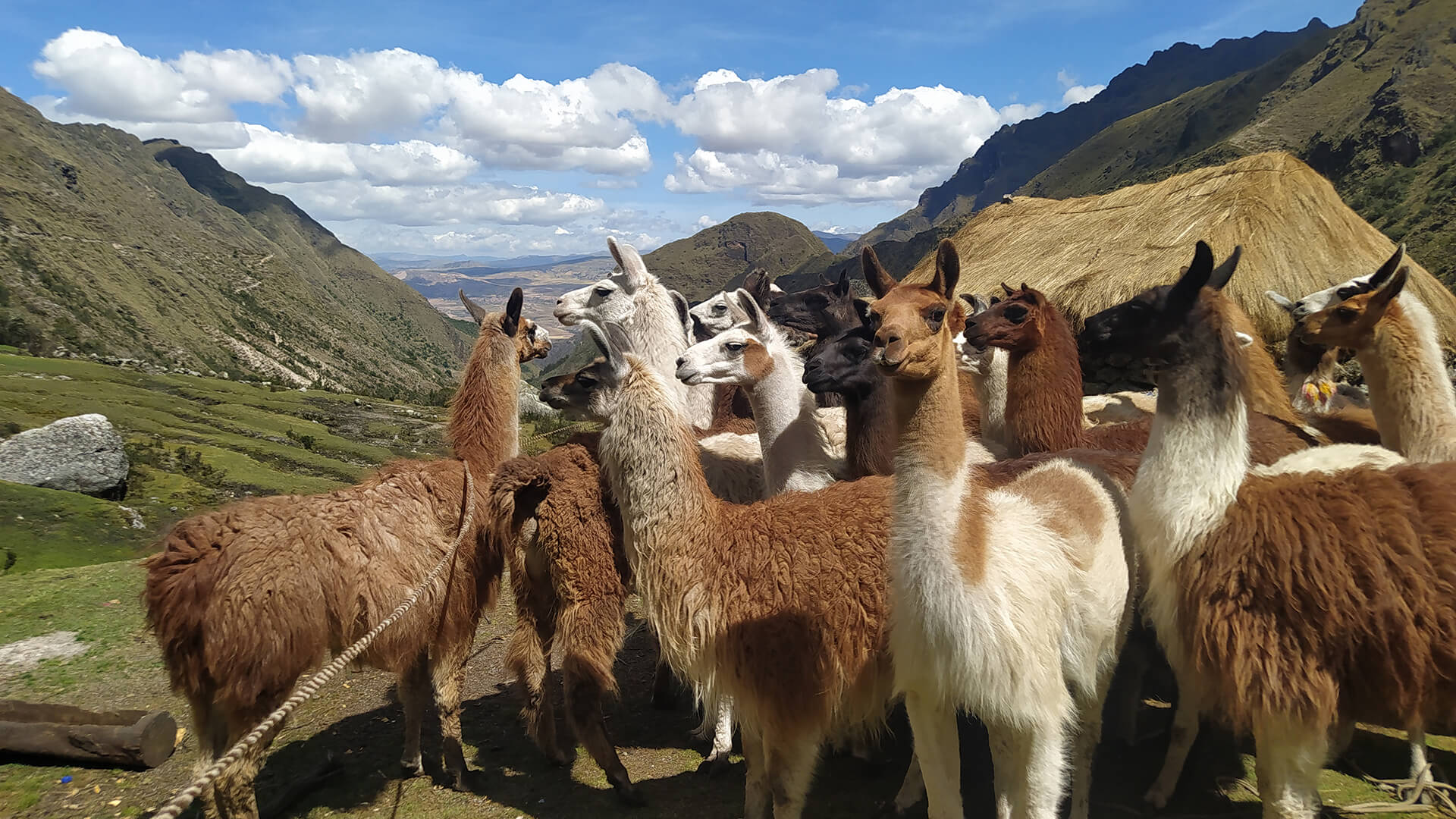 about 16 llamas next to villager hut at Pumahuaca valley