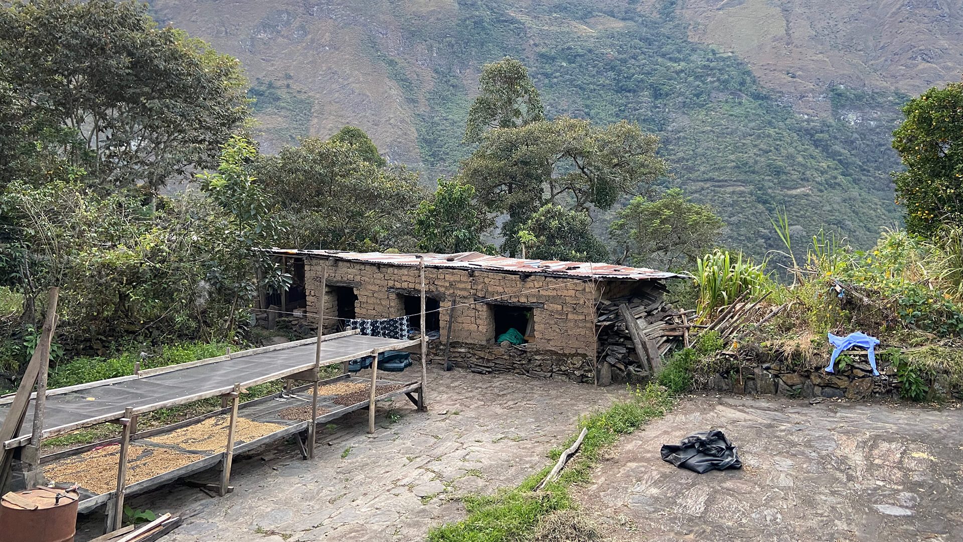 Coffee drying terrace where different stages of dried coffee can be seen - RESPONSible Travel Peru