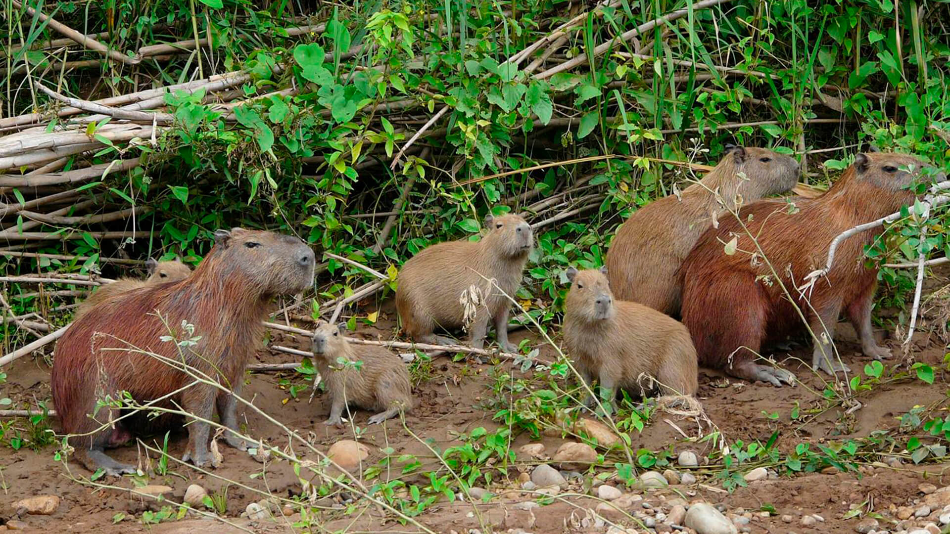 Adult and young capibaras in a river bank