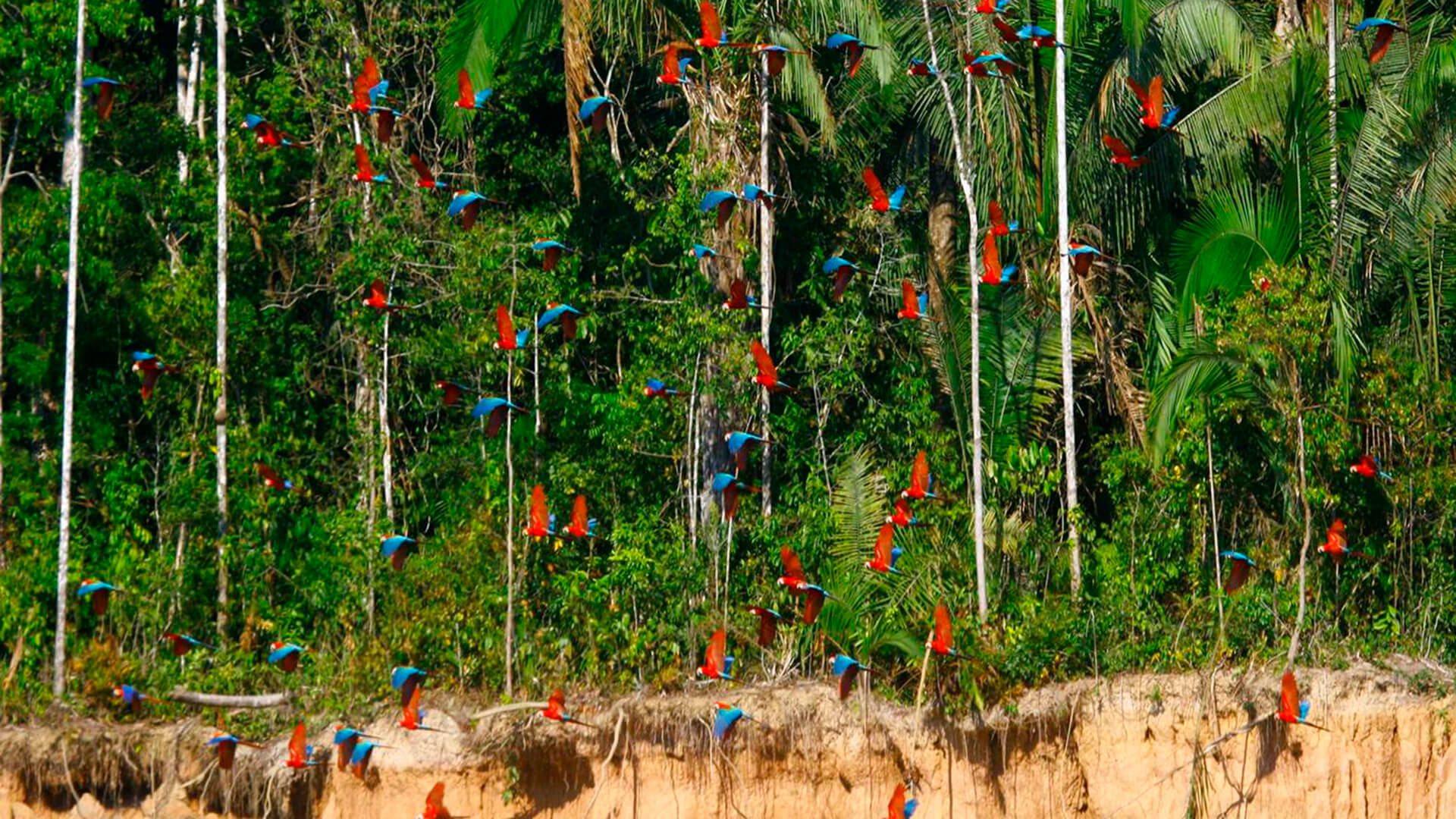 Macaws flying over a ravine near the river