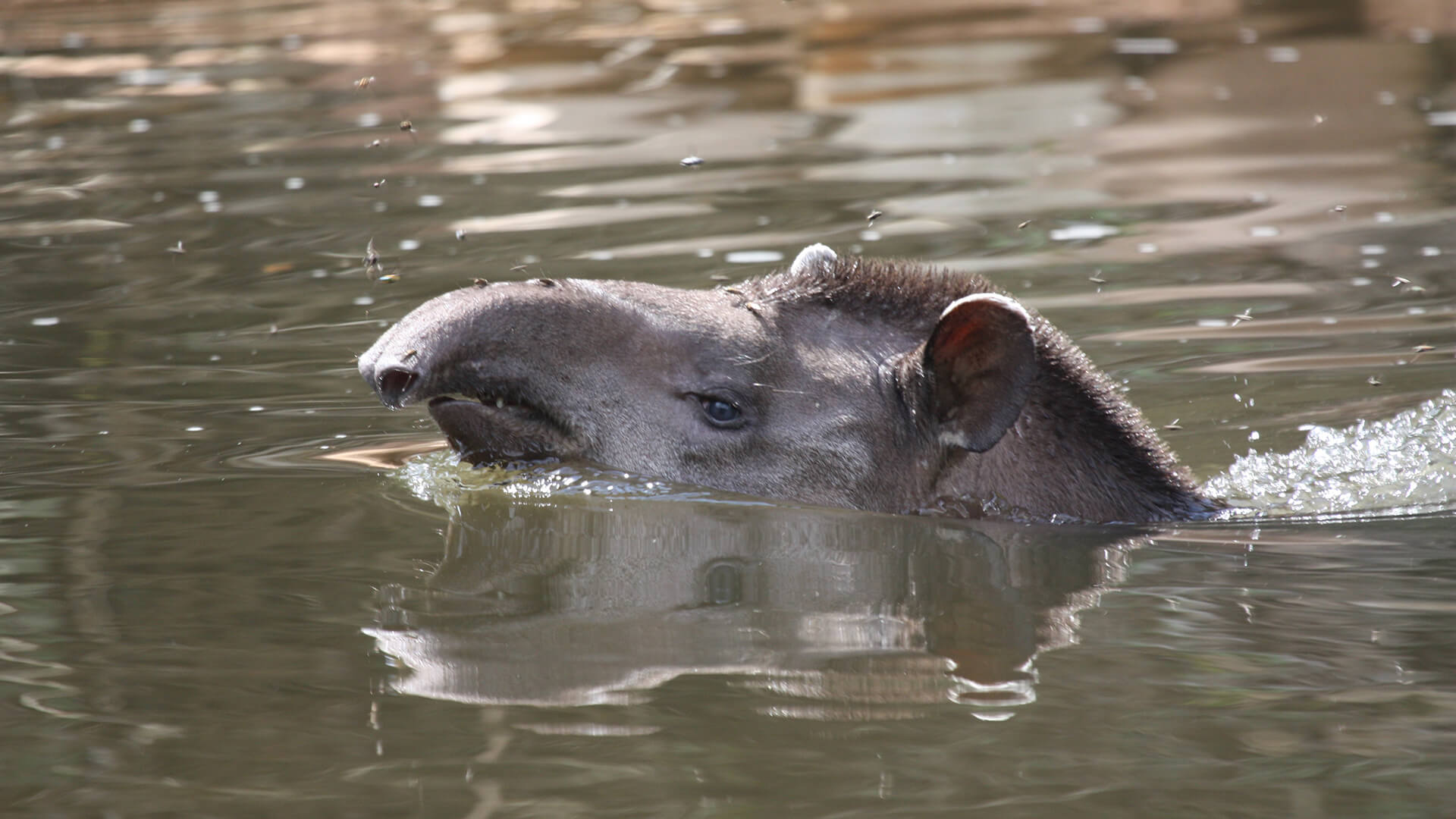 Tapir swimming in the river