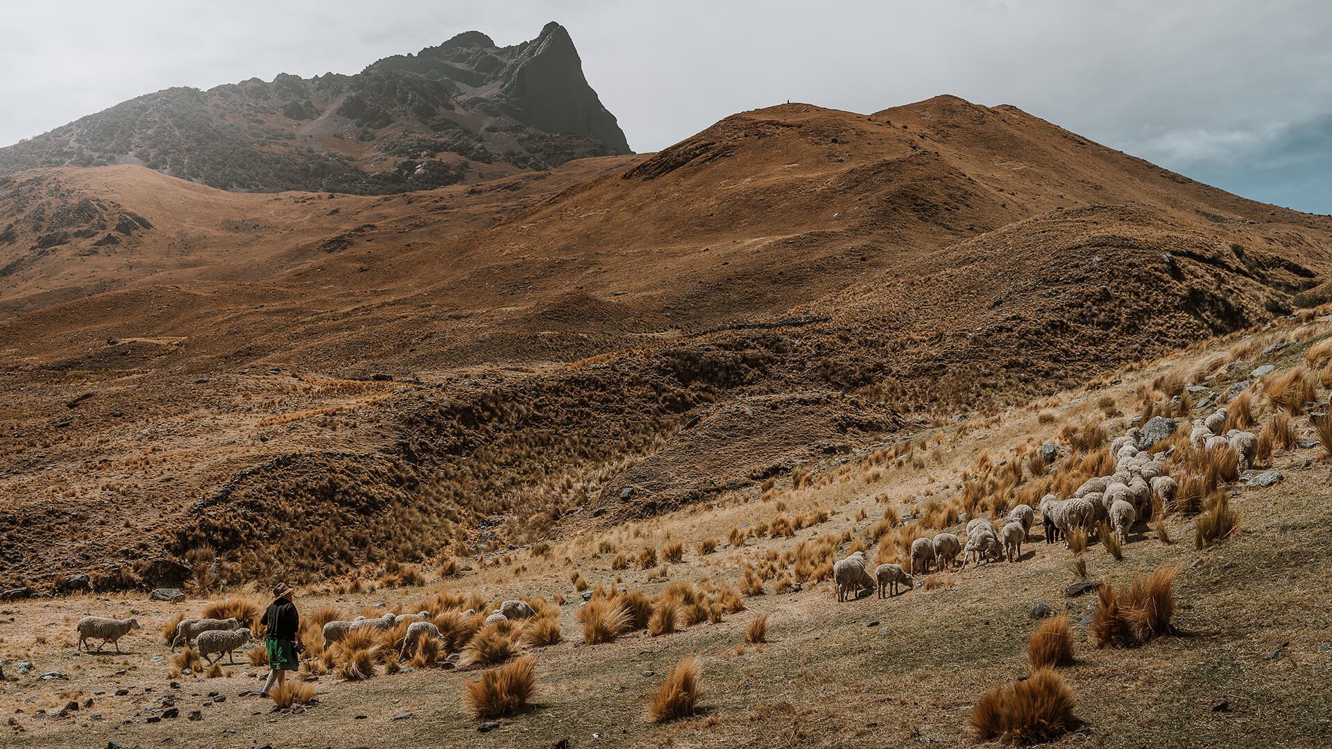 Quechua woman with her sheep in Andean grassland landscape | Llama Trek Olleros to Chavin with RESPONSible Travel Peru | Photo by Bjorn Snelders