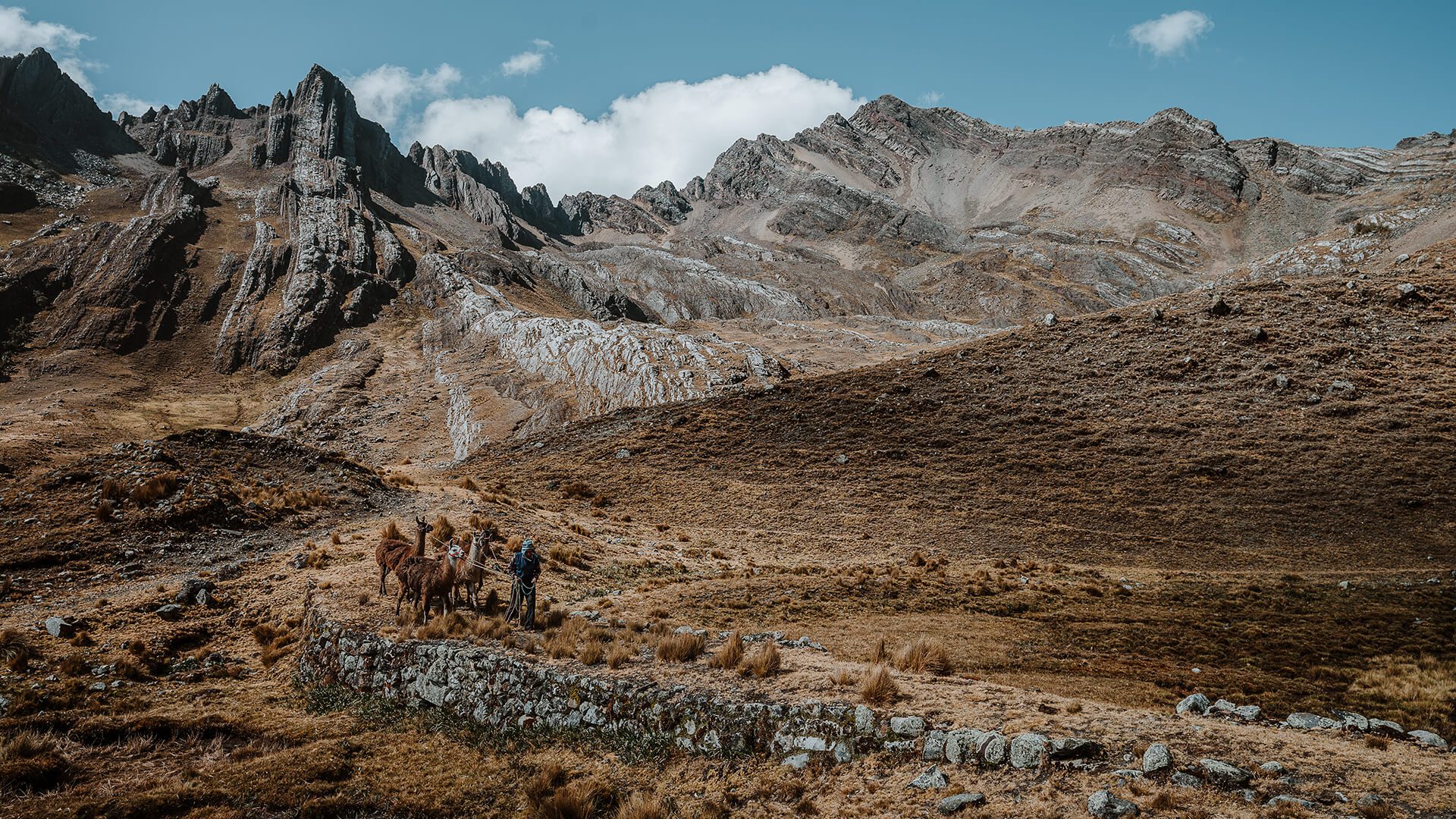 Man and llamas using the Great Inca Trail in Northern Peru's Andes. | Llama Trek Olleros to Chavin with RESPONSible Travel Peru | Photo by Bjorn Snelders