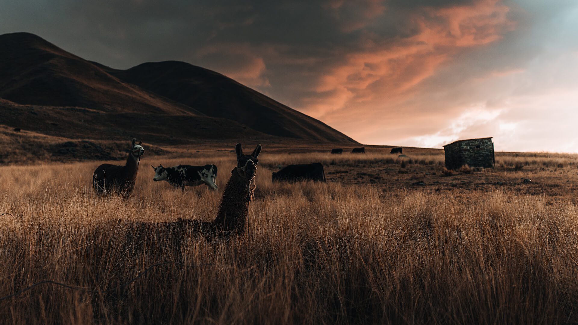 Llamas and cows in an Andean grassland at dusk | Llama Trek Olleros to Chavin with RESPONSible Travel Peru | Photo by Bjorn Snelders