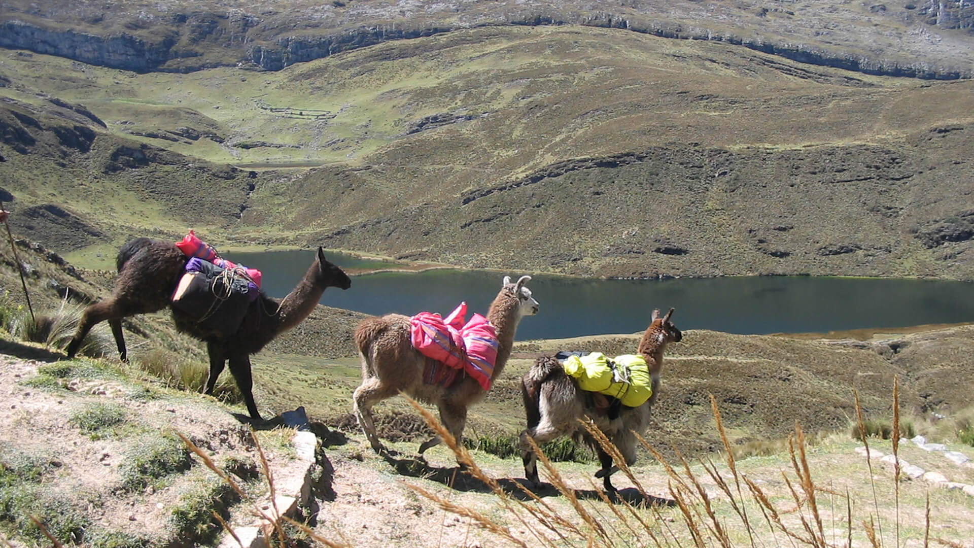 three llamas carrying luggage with a mountain lake in the background on the Inka Naani, part of the Qhapaq Ñan