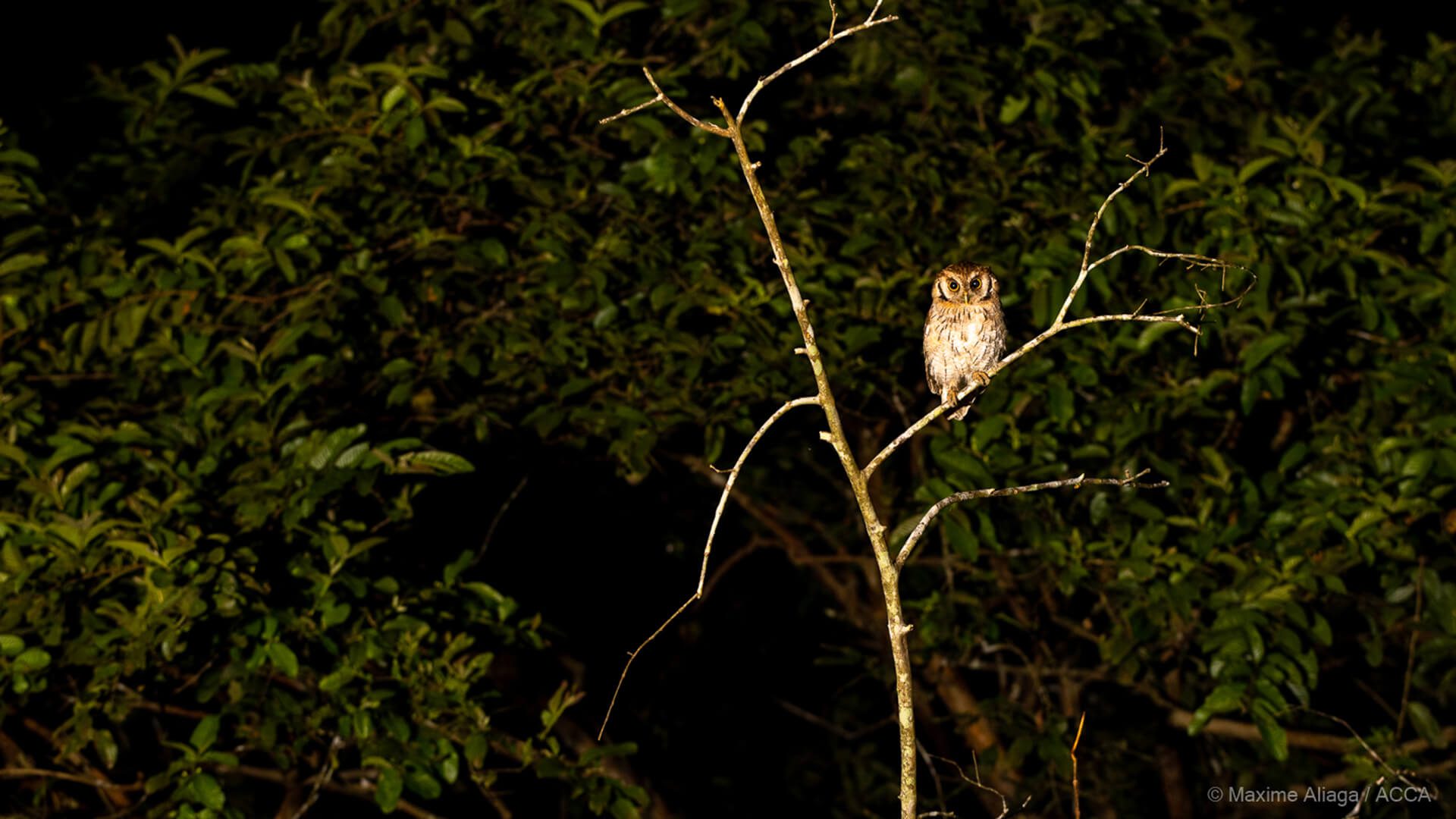 Owl at Manu Biolodge - RESPONSible Travel Peru
