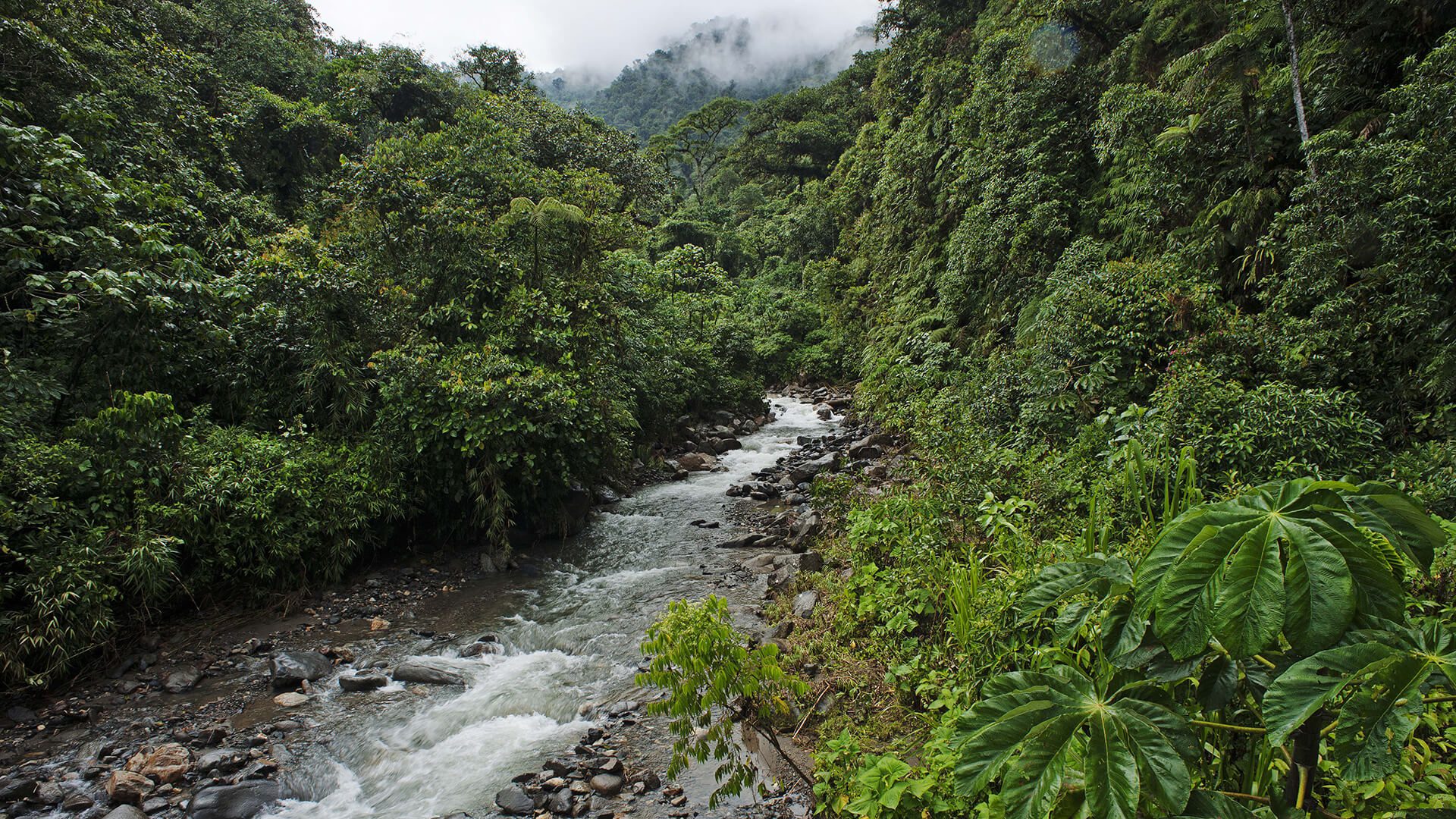 River in the jungle - RESPONSible Travel Peru