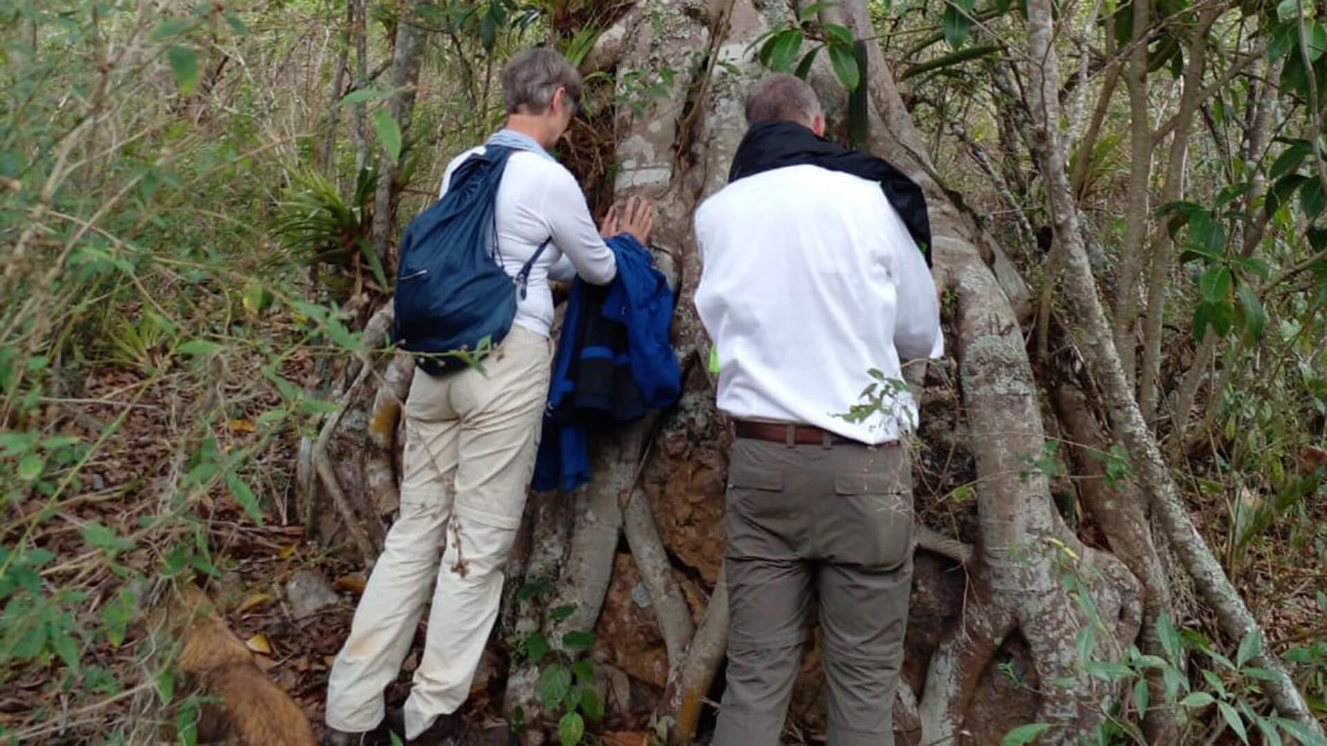 Man and woman touching the big strangler fig's roots