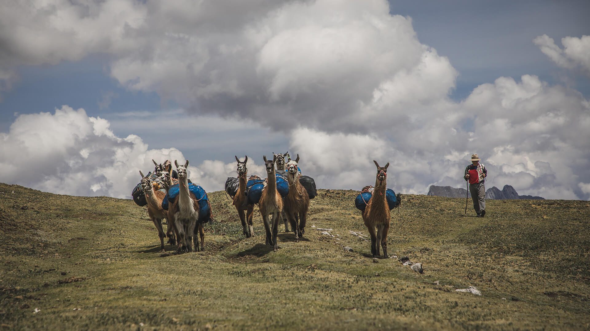Llamas and their herder catching up with the hikers along the Great Inca Road. | Hike the Qhapaq Ñan with RESPONSible Travel Peru
