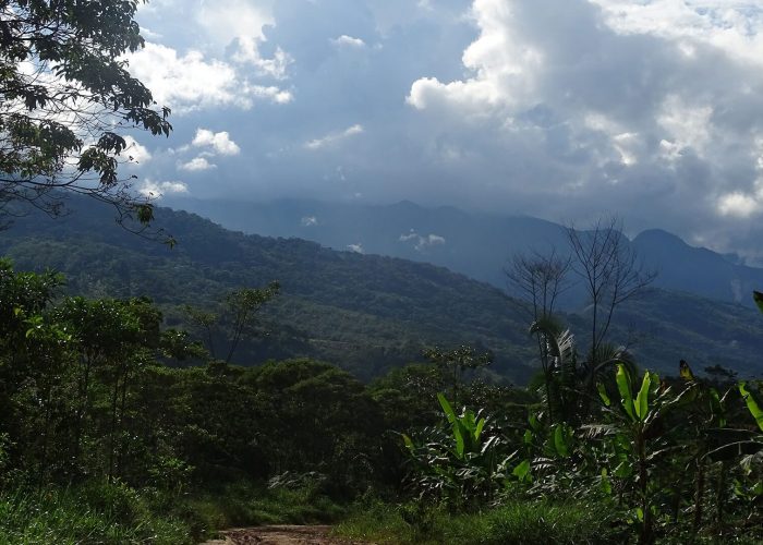 Mountain landscape with lush green forests in the foreground under a cloudy sky. Dense vegetation and a dirt path are visible.