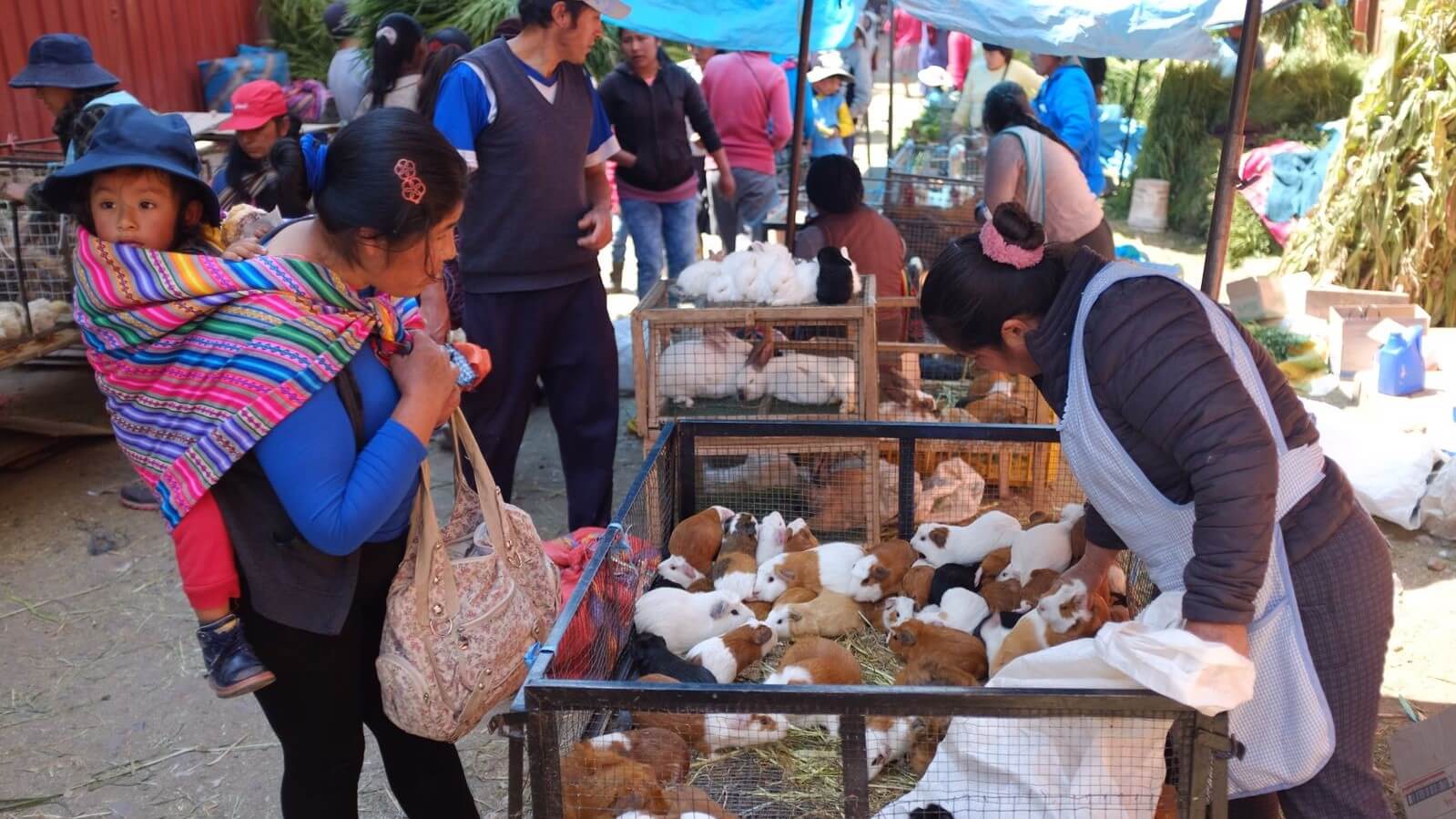 Lady at the market of Calca selling guinea pigs | RESPONSible Travel Peru