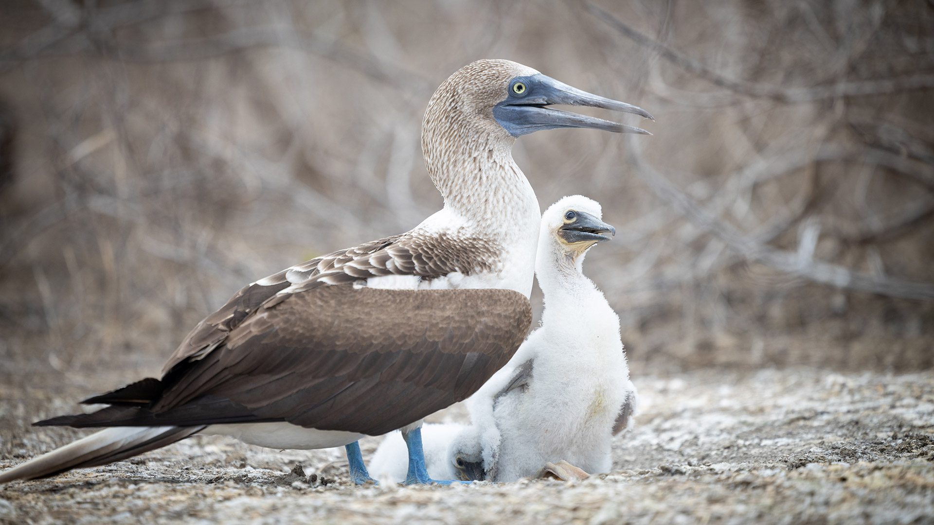 A Blue-footed Booby and chicks in the dry forest of Isla de La Plata, during our whale watching tour from Puerto López, Ecuador. | Impactful Travel