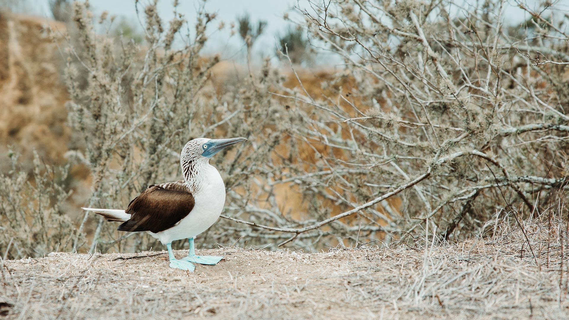 A Blue-footed Booby in the dry forest of Isla de La Plata, during our whale watching tour from Puerto López, Ecuador. | Impactful Travel
