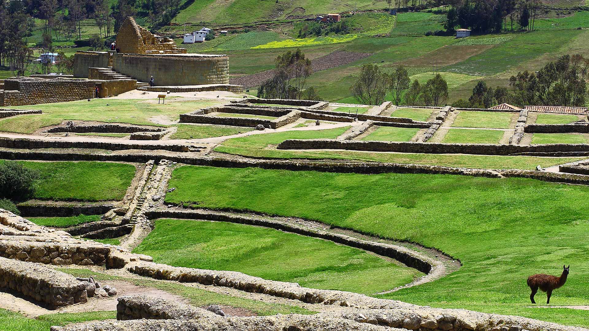 A beautiful overview of the Ingapirca archaeological site with a llama on the foreground. | Impactful Travel Ecuador