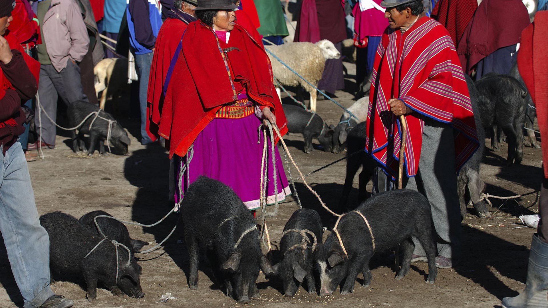Local ecuadorians trading pigs on the animal market of Guamote, Ecuador. | Impactful Travel