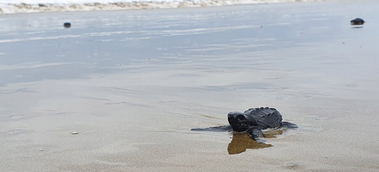A tiny Leatherback turtle on the Las Tunas beach in Ecuador. Volunteer for a day at Las Tunas Sea Turtle Beach Center with Impactful Travel and support the conservation efforts of the local population.