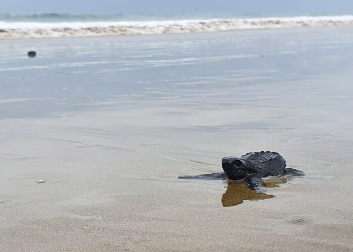A tiny Leatherback turtle on the Las Tunas beach in Ecuador. Volunteer for a day at Las Tunas Sea Turtle Beach Center with Impactful Travel and support the conservation efforts of the local population.