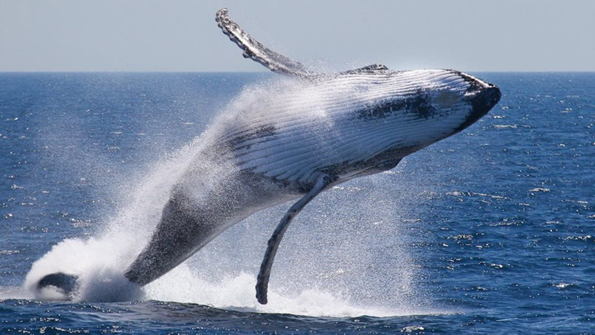 A big humpback whale breaching during a Whale Watching tour from Puerto Lopez. Travel this alternative to the Galapagos with Impactful Travel in Ecuador