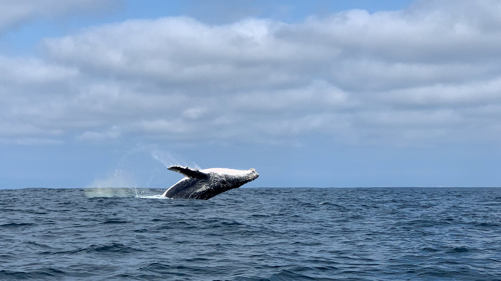 A big humpback whale breaching during a Whale Watching tour from Puerto Lopez. Take this nature trip with Impactful Travel in Ecuador