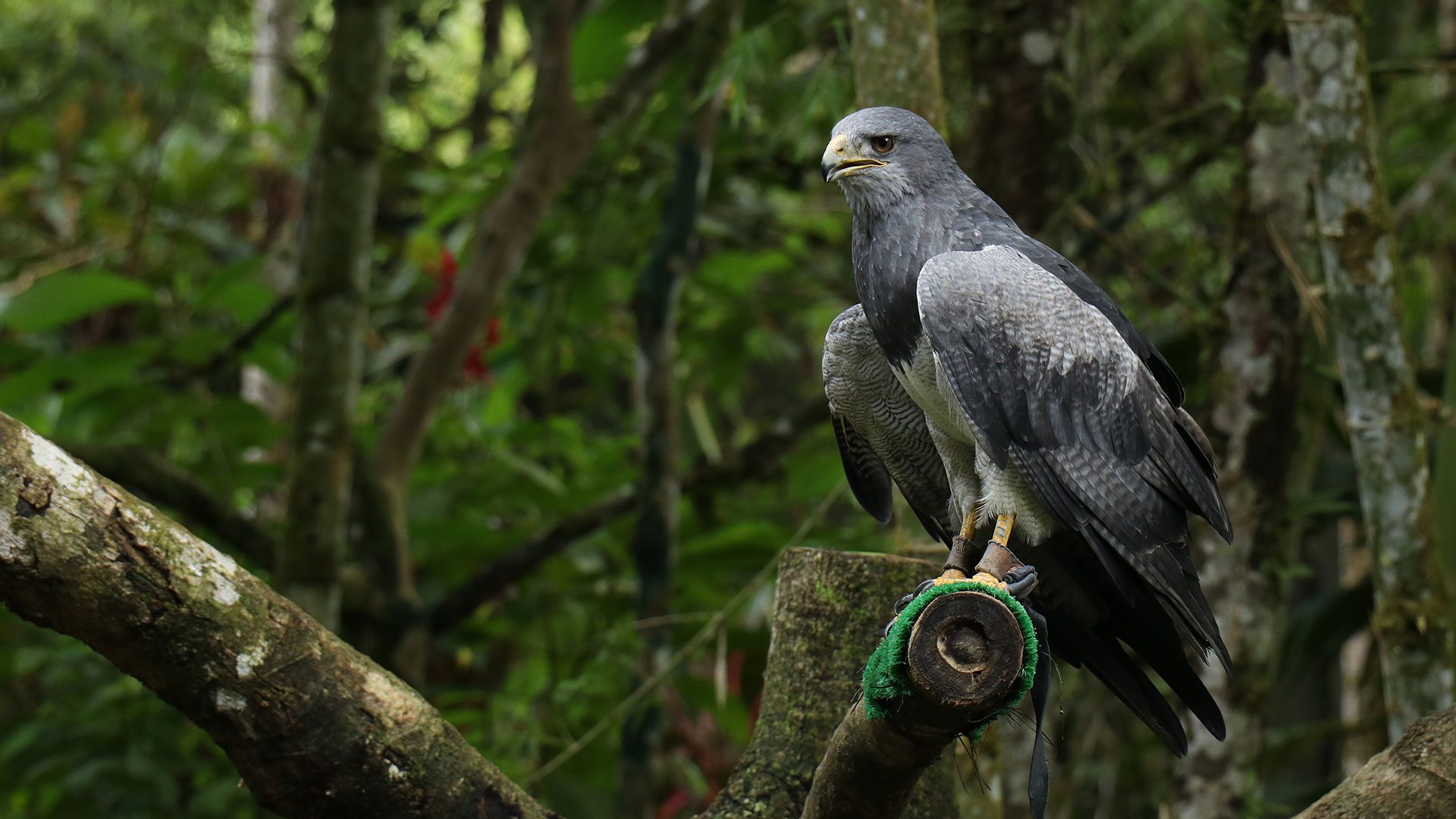 A black-chested buzzard-eagle at the Yanacocha Animal Rescue Center in Puyo, Ecuador. | Impactful Travel