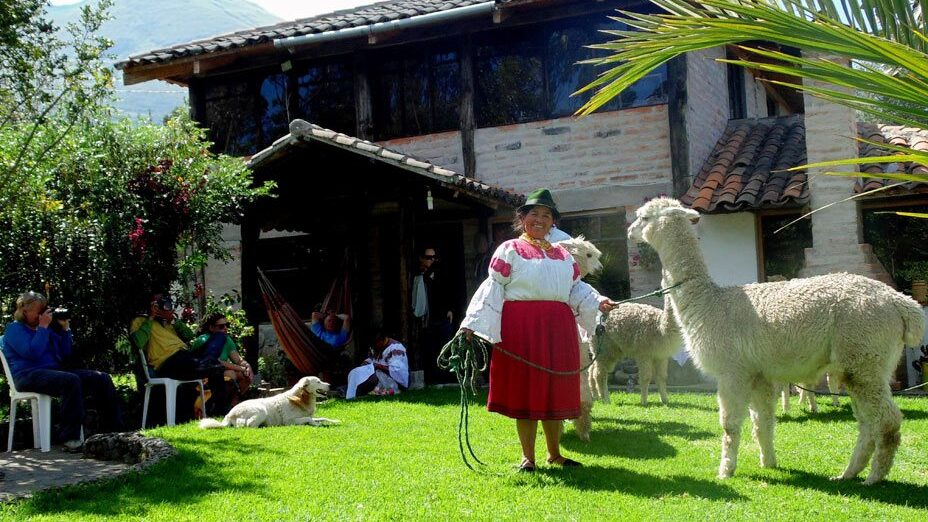 A local lady with alpacas in the community of San Clemente | Community-Based Tourism in Ecuador with Impactful Travel