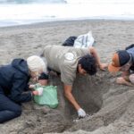 Volunteers intervening a sea turtle nest at Las Tunas Sea Turtle Beach Center, as part of the preservation efforts of the local population. Visit and volunteer with Impactful Travel in Ecuador!