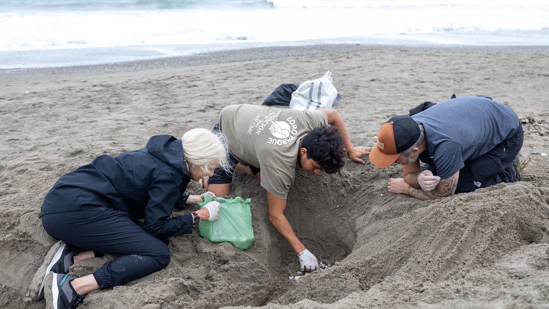 Volunteers intervening a sea turtle nest at Las Tunas Sea Turtle Beach Center, as part of the preservation efforts of the local population. Visit and volunteer with Impactful Travel in Ecuador!