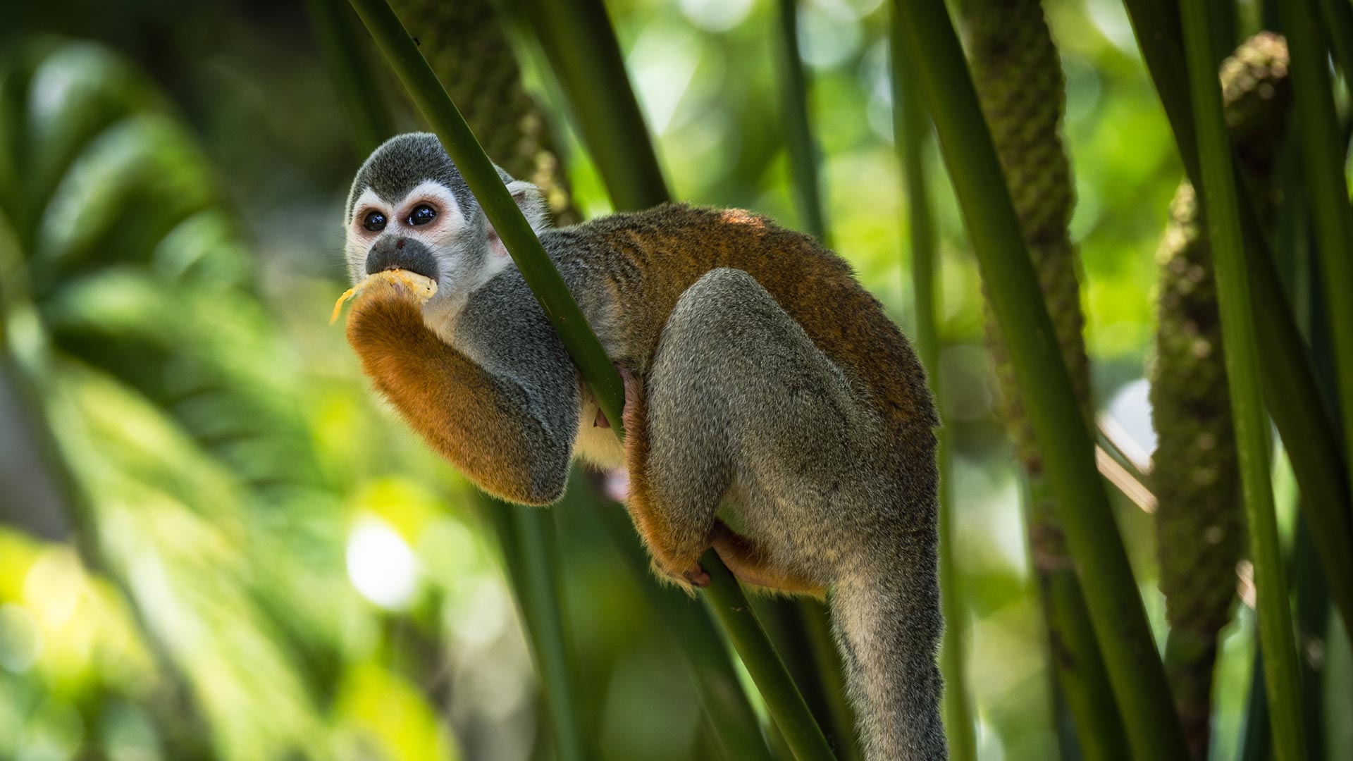 A squirrel monkey at the Yanacocha Animal Rescue Center in Puyo, Ecuador. | Impactful Travel