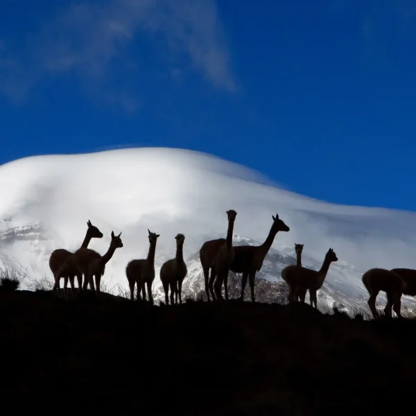 Silhouette of several llamas standing on a hill, with a snow-capped mountain and blue sky in the background.