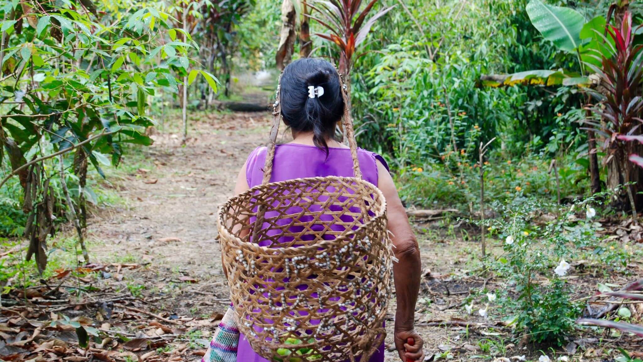 A local Ecuadorian woman is walking through the plantations (called la chakra) carrying her harvest in a basket that's hanging from hear head. Photo from Amupakin's gardens, Archidona, Tena, Amazon rainforest of Ecuador | Impactful Travel