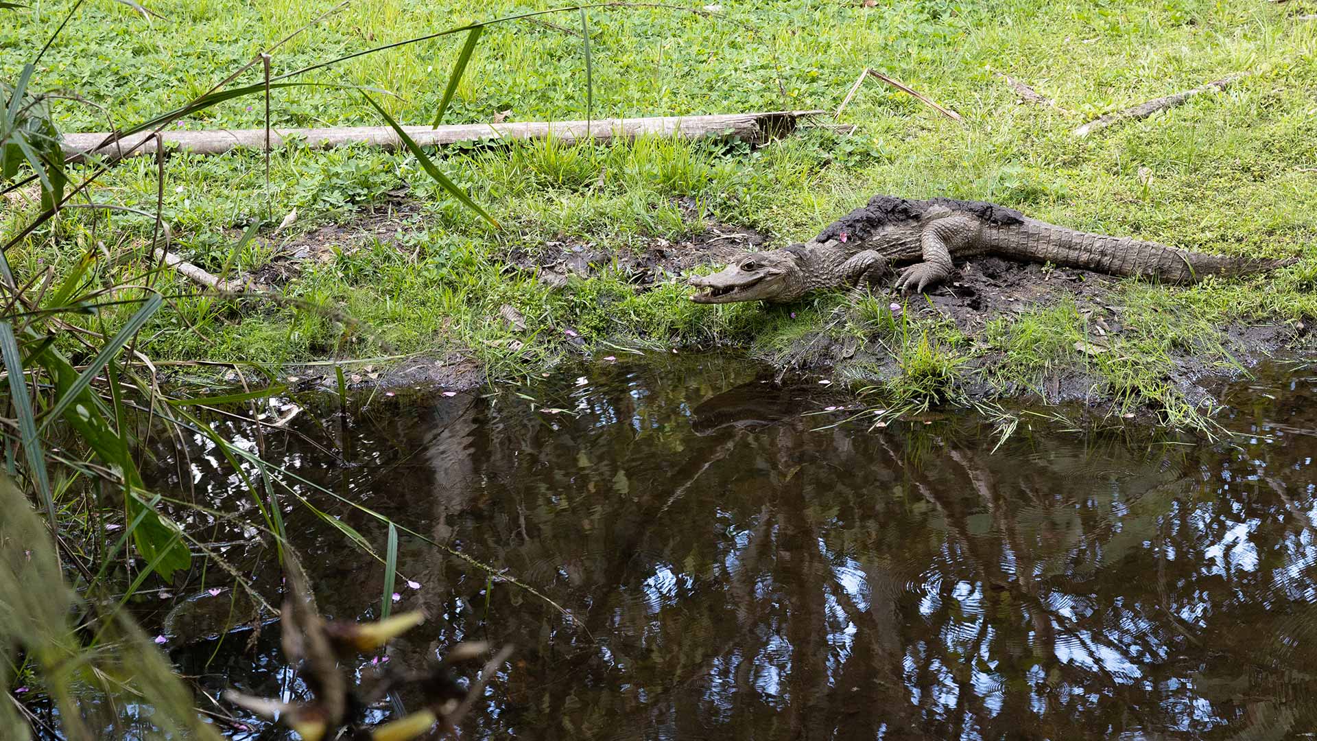 A caiman with mud on his back; probably to help him keep cool. Seen at the Yanacocha Animal Rescue Center in Puyo, Ecuador, on an alternative Baños waterfall tour with Impactful Travel