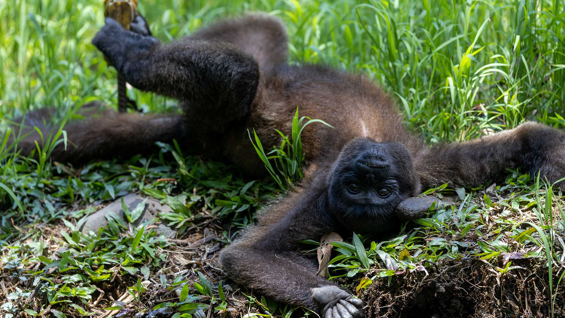 Monkey chilling at the Yanacocha Animal Rescue Center in Puyo, Ecuador. | Build Your Trip in Ecuador & The Galapagos with Impactful Travel