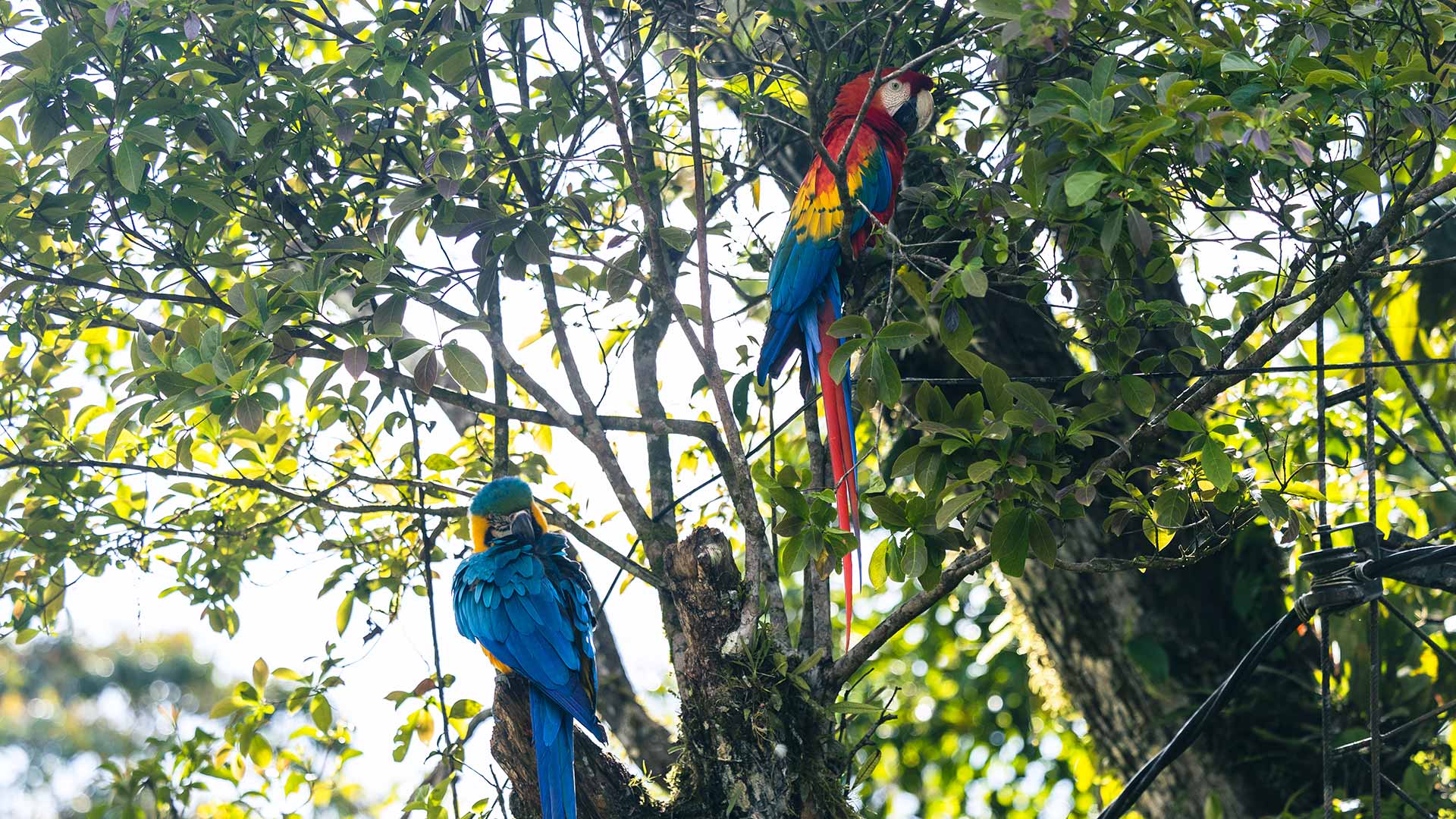 Two colourful macaws at the Yanacocha Animal Rescue Center in Puyo, Ecuador. | Impactful Travel