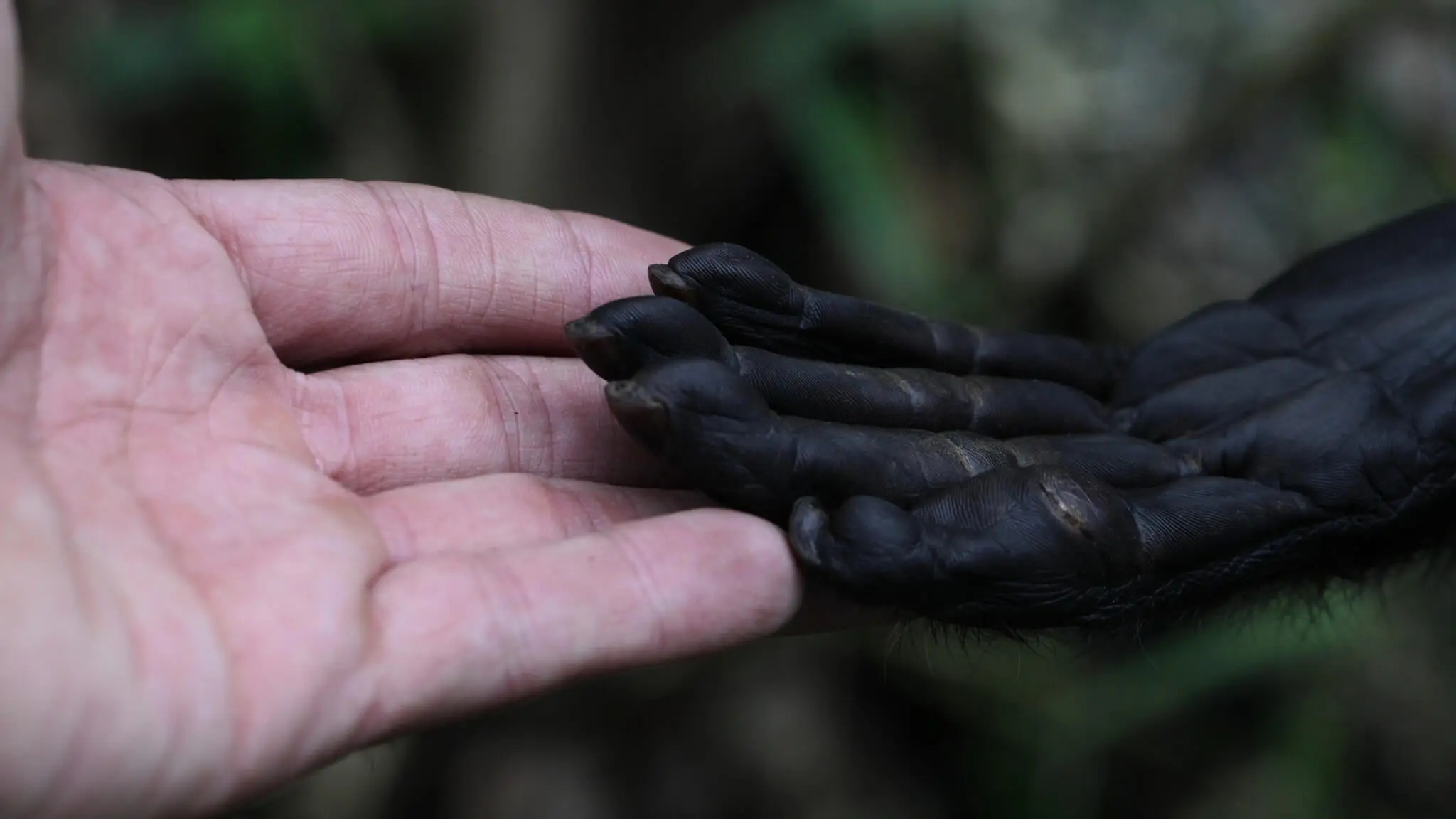 Beautiful image of a human's open hand and a monkey's open hand at Yanacocha | Impactful Travel